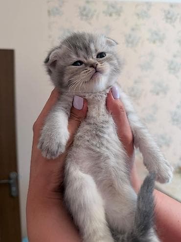 Şotland