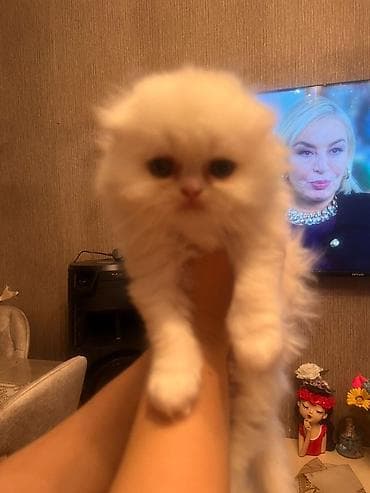 Balıqlar: Erkək, Dişi, Yaxşı əllərə, Ünvandan götürmə — 2