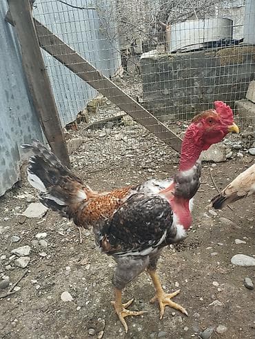 balaca cücə: Salam Alekum süper beçe satram artıg olduğu üçün Maşallah eladı — 1