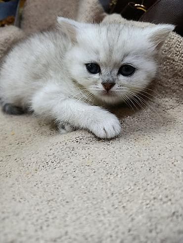 cuce satilir: Британская — 2