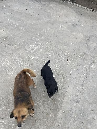 bakida itlerin satisi: Peyvəndli — 4