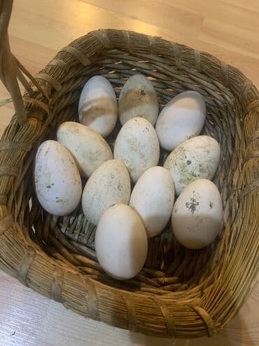 Linda qaz yumurtası