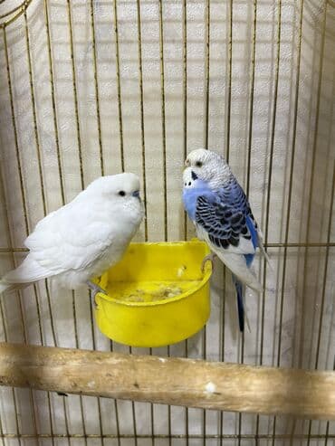 попугай ара цена: Biri erkək biri dişidir. Qəfəs satılmır.Real alıcıya endirim olunacaq — 2