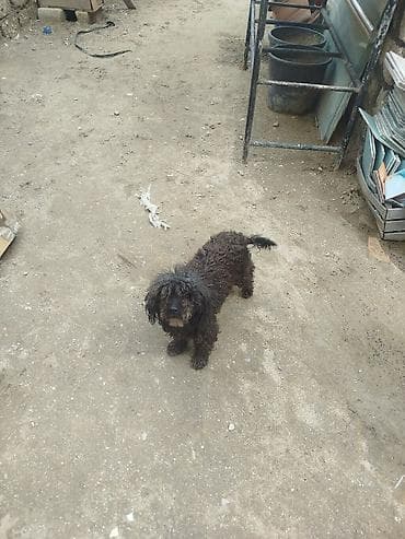 dok it: Peyvəndli — 5