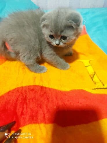 mingəcevir pişik: Şotland, Erkək, Dişi, Yaxşı əllərə, Ünvandan götürmə — 3