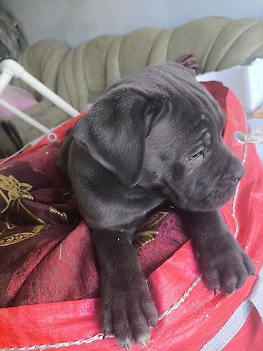 Kane-Korso, Dişi, Peyvəndli