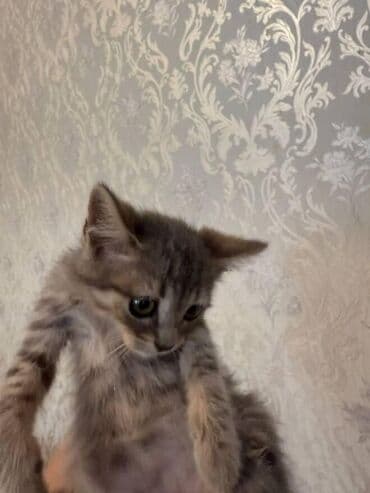 pişik paltarları: Amerikan Shorthair, Dişi, Yaxşı əllərə — 8