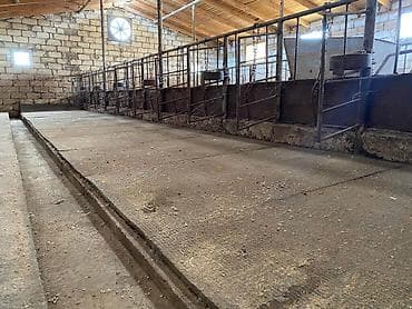 kiraye gence: Ferma/Göyçayda 260 hektar sahədə ferma bütün avadanlıqlarla və fermada — 4