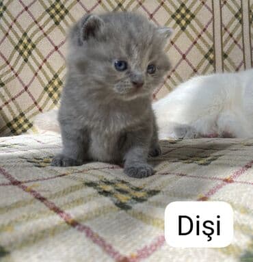 американский вислоухий кот: Шотладская вислоухая, Самец, Самка — 6