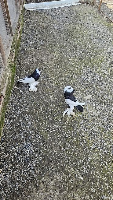 qafqaz çoban iti: Pomerian dutular hazır cütdü hal hazirda yumurta üsdündə oturullar hər — 6