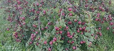 bağ alətləri: 🍎 Satılır Bağ – Qızıləhməddi Alma Bağı🍎 Əla fürsət! Məhsuldar və — 7