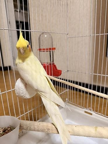 balaca it cinsi: Məhsul: Sarı rəngli nimfa (cockatiel) tutuquşu Təsvir: - Gözoxşayan — 6