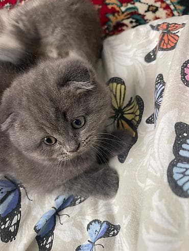 pişik 1 azn: Şotland — 2