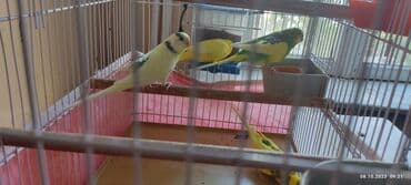 xarı bülbül satışı: 2il 6 aylıq valnistiy papuqaylar satılır . öz papuqaylarimdir .Ev — 4