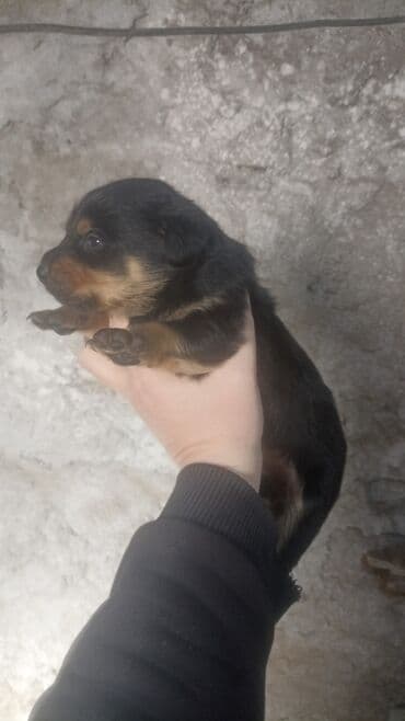 bala itlər: Rotveyler, Pulsuz çatdırılma — 7