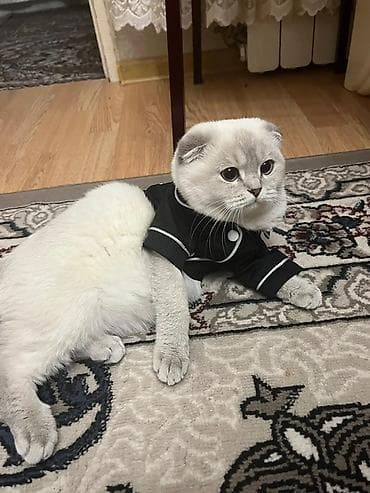 Şotland, Erkək, Cütləşmə üçün, Ünvandan götürmə