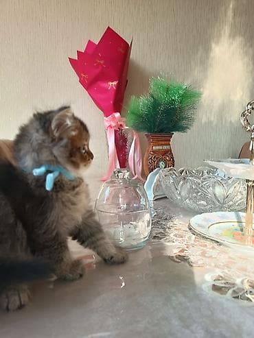 pisik cut: Britan — 5