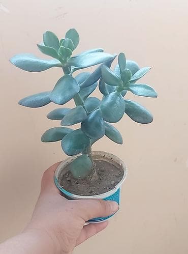 Pul gülü. Qiyməti: 4 azn. Bakıxanov qəsəbəsi Aygün mallun qarşısından