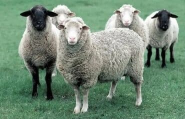 Məhsul: Təbii qoyun yunu Təsvir: - Fermer təsərrüfatından toplanmış