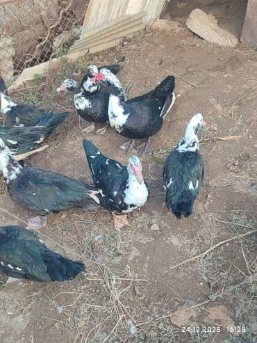 Eşşəklər: Dişi, | Lal ördək, Ətlik — 5