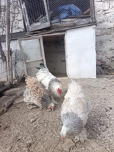 Птицы: Курица, Brama, Для разведения — 2