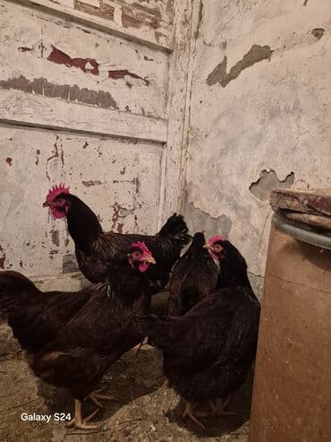 Qoyunlar, qoçlar: Toyuq, Yumurtalıq — 2