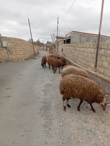 электрическая машинка для стрижки овец: Бараны, овцы — 5