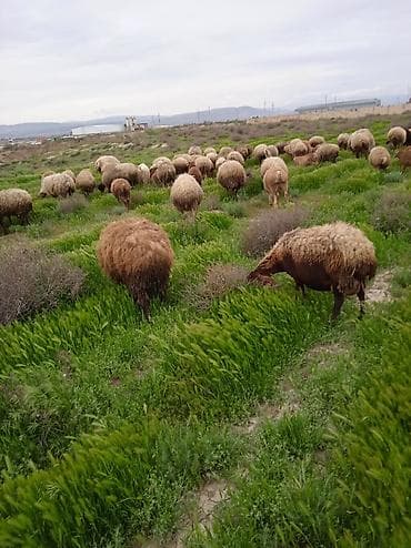 dişi buzov: Dişi, il: 1, Damazlıq, Ünvandan götürmə — 2