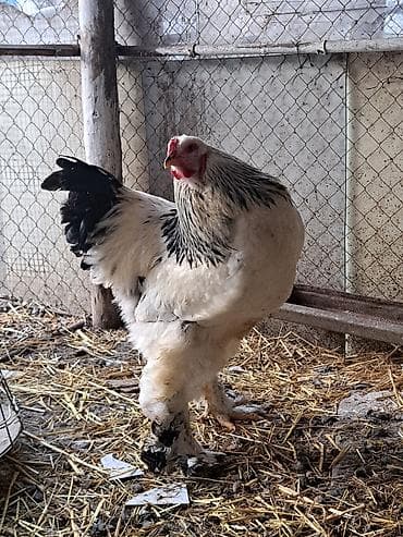 heşterxan xoruzu: Xoruz, Brama, il: <1, Ünvandan götürmə — 2