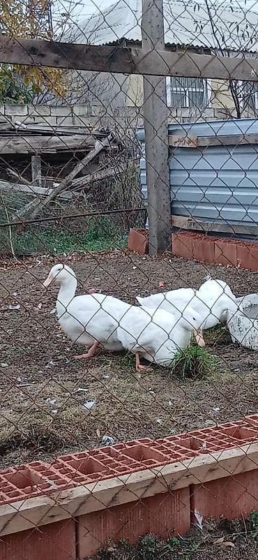 lal ordek: Aylesbury Ordeklerinin Cucesi Ve Yumurtasi Satilir Mayali 1 eded — 3