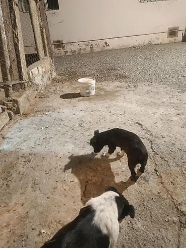 ən gözəl it adları: 4 ay, Erkek, Ünvandan götürmə — 7