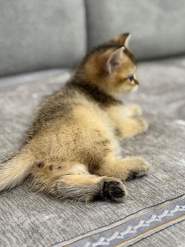 Pişiklər: Qızıl şinşilla, Erkək — 2