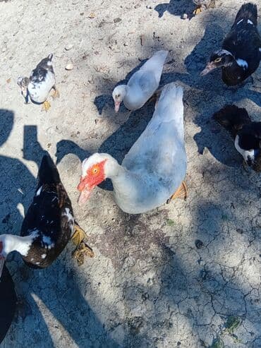 ordək balası və cucə: Toyuq, Orpington, Damazlıq, Ödənişli çatdırılma — 3