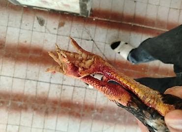 heyratı balası: Saglam və təmiz qan 9 aylıq heyvandır satmaq səbəbim vacib pul — 3