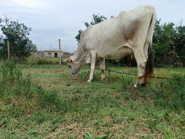 yerli inekler: Südlük inək və buzov - Növ: yerli südlük inək və onun dişi buzovu — 3