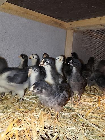 cücə adları: Toyuq cücələri, Damazlıq — 2