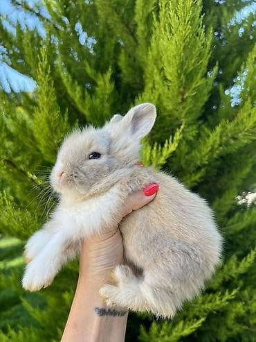 qax heyvan: Çox gözəl və nadir rəngə sahib Holland Lop balası satılır. Boynundakı — 5