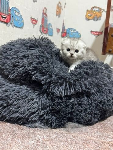 ən ucuz pişiklər: Britan — 14