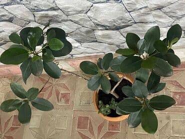 Bitki dərmanları: Fikus 5 növ. Aralarında gül açan növüdə var. Almaq istəyənə endirimli — 3