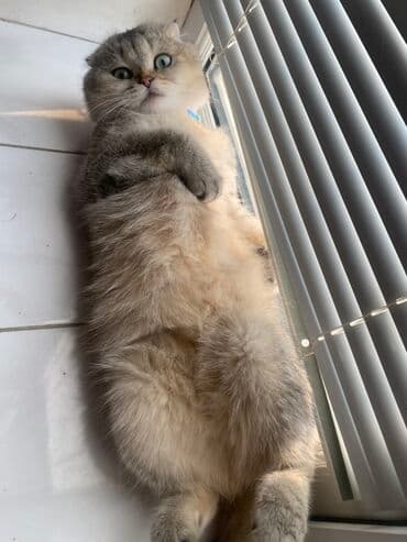 dişi pişik: Şotland yastı qulaq — 2