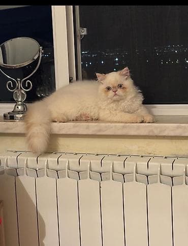 Şinşilla, Erkək lalafo.az -da Şinşilla, Erkək