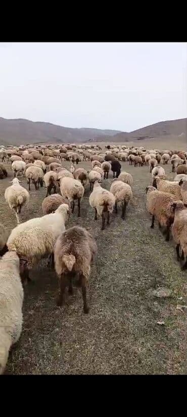 erkek it adlari: 500 qoyun 60ı balalı hamısı 1,2,3 qarına boğazdılar qiymət razılaşma — 1