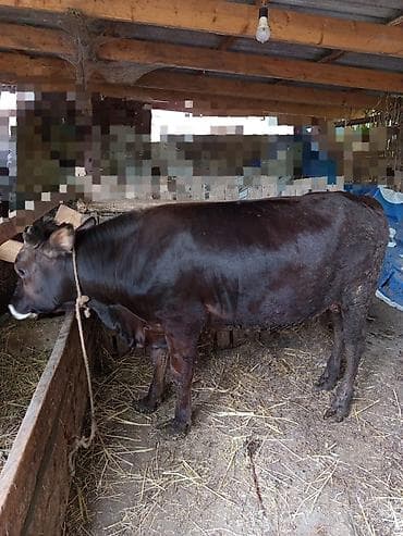 sudlu inək: Erkək, il: 1, Ətlik, Ünvandan götürmə — 3