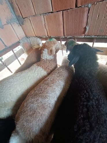 cins ineklerin qiymeti: Salam aleyküm ünvanımz binə atclk qiymet 200 den başdıyır 280 kimi — 5