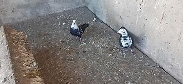 Heyvanlar üçün mallar: Məhsul: Ev göyərçinləri (cüt) - Rəng: qarışıq qara-ağ (xallı), baş və — 1