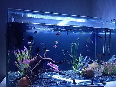 Dördbucaq akvarium, Balıqlarla birlikdə, 300 l