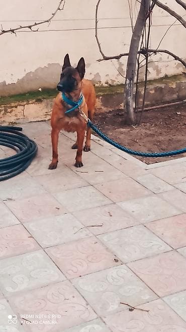 тибетский мастиф цена в баку: Бельгийская овчарка, 2 года, Самка, С прививками, Самовывоз — 8