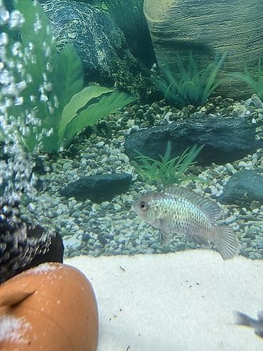 it tap az: Sülhsevər — 2