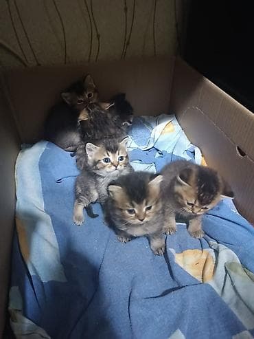 Gəmiricilər: Erkək, Dişi, Yaxşı əllərə, Ünvandan götürmə, Pulsuz çatdırılma, Ödənişli çatdırılma — 9