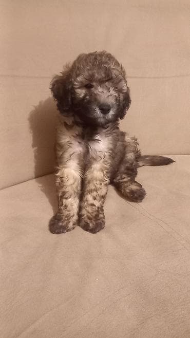 it pisik sekilleri: Pudel, 2 ay, Erkek, Ünvandan götürmə — 2